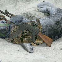 Commander Seal (@commander_seal) 's Twitter Profile