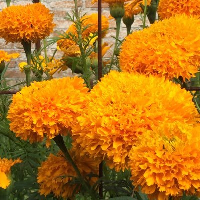 Bettina1956's profile picture. Fotógrafa por profesión, periodista por convicción