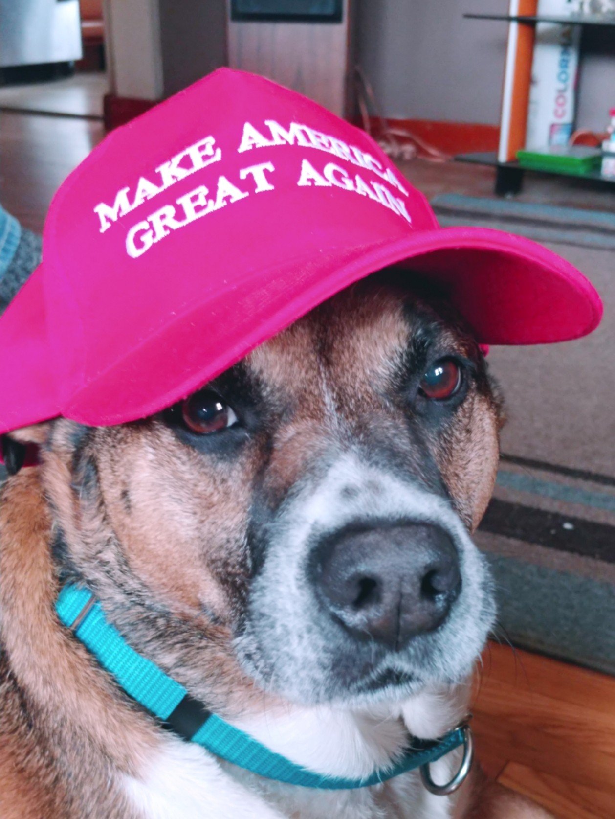 dragonlady_58's profile picture. A patriot who wants America back!  Bring God back to OUR country Stand up for OUR rights! #BackTheBlue #MAGA2024  #PatriotsUnite #AllLivesMatter