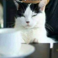 2Twistedtwice ♿⭐⭐ (@goin4sane66) 's Twitter Profile