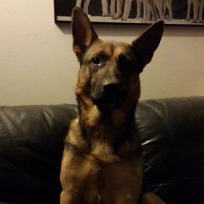 LindvallHund Profile Picture