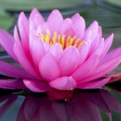 paolaszamora's profile picture. 