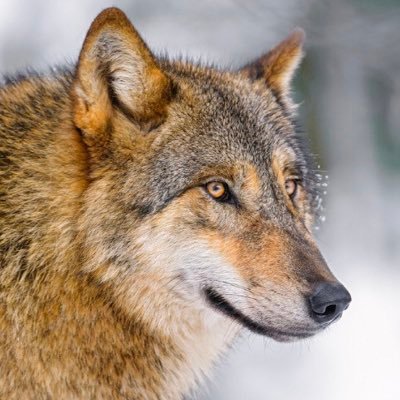 LPectinem's profile picture. 🐾 Your average, friendly fursuit maker, cosplayer, werewolf, and wildlife enthusiast. Head, paw, and tail commissions open! Please DM me for any questions.🐾