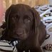 City Dogs Life (@citydogslife) Twitter profile photo City Dogs Life (@citydogslife) Twitter profile photo