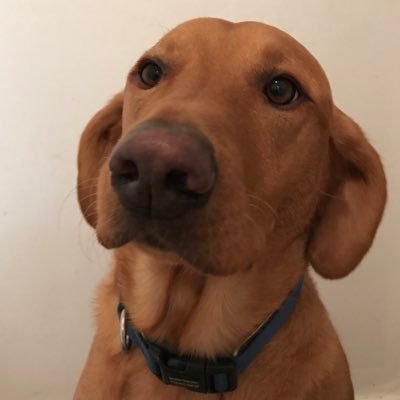 Shining a light on the mysteries of life from a canine perspective