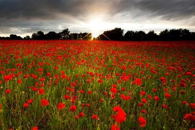 SpanglerSpankey's profile picture. I believe in the truth, I believe in the truth. If I say it twice do the cranks understand.