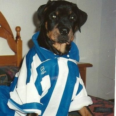 aversivadesta's profile picture. 