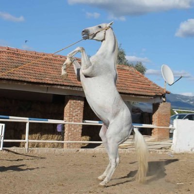 Tapit in Türkiye de aygırlık yapan oğlu izmir de aygırlık kariyerine 2019 da başlıyacaktır.Kısraklarınıza ücretsiz analiz yapılacaktır 🐎🇹🇷