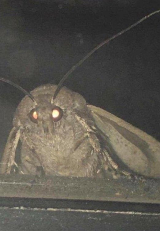 moth_nibbas's profile picture. 