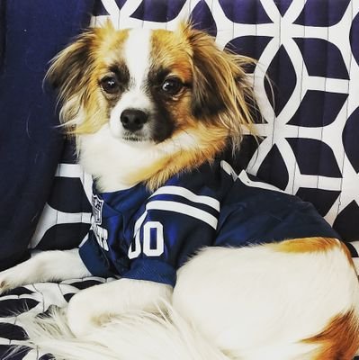 Gizmo_Lowrance's profile picture. Born July 30, 2017. Leo. Malshi. Prapso. #tinydog Loves: chewing fingers and toes, attacking feet, napping, and mayhem. And the #Colts.