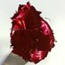Rip-Off Red (@ripoffred) Twitter profile photo Rip-Off Red (@ripoffred) Twitter profile photo