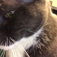 PhalenKant (@kantphalen) 's Twitter Profile