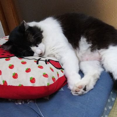 千葉県に住んでいる会社員です。 ねこと鉄道とアイドルが好きです。よろしくお願いします。