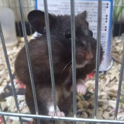 CALR893hOsrv2Lt's profile picture. モンスト、シャドバに今はまってます❗️アニメも最近見てますのでおすすめなアニメがあったら気軽に話しかけてください！🐤🐤