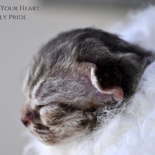devonrex_canada's profile picture. Devon Rex kittens in Toronto, ON🇨🇦
Find us on Facebook #curlypridetoronto #devonrextoronto #devonrexcanada
https://t.co/84PXcgmYQr