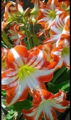 TyzhpOx2WG3dmvc's profile picture. 