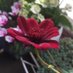 love plants (@lover50960842) Twitter profile photo love plants (@lover50960842) Twitter profile photo