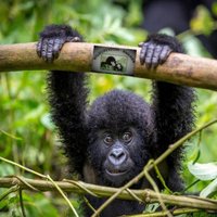 Wildlife Tours - Rwanda(@wildliferwanda) 's Twitter Profile Photo