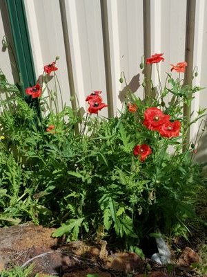 SusanMcglasson's profile picture. Retired old lady