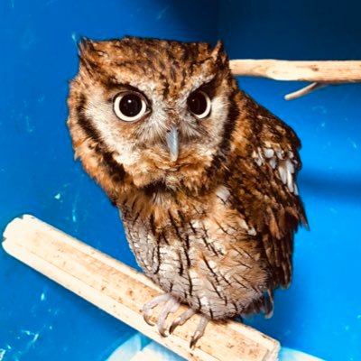 えむさんのプロフィール画像