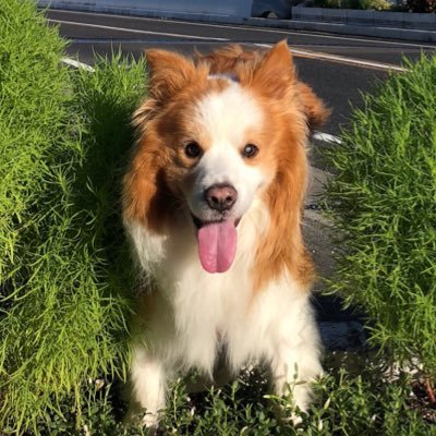 captainjian1's profile picture. I'm Captainjian from Japan.  Let's enjoy pokego together!!!