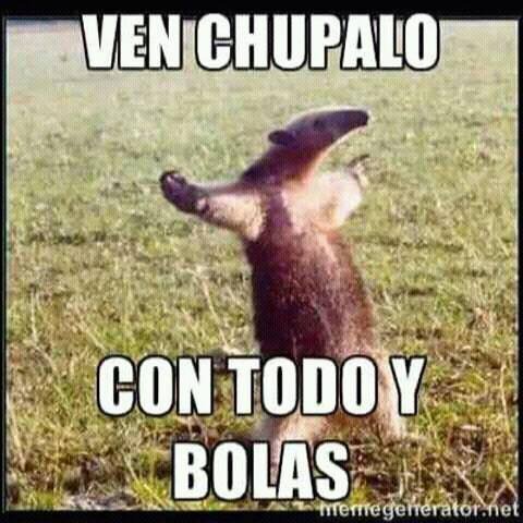 siqueme  que yo te sigo