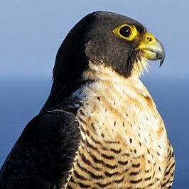 riscosdev's profile picture. Un halcón peregrino, a los riscos devuelvo.