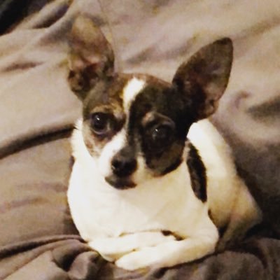 HOwen1212's profile picture. Nurse Practitioner, University of Michigan alum, Wolverine sports fan, recently married, dog mom, traveler, foodie