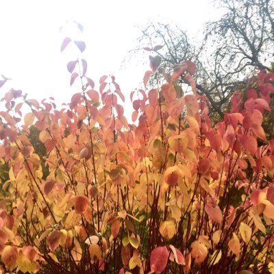 We are now Friends of Sefton Park. Please follow us at @iloveseftonpark