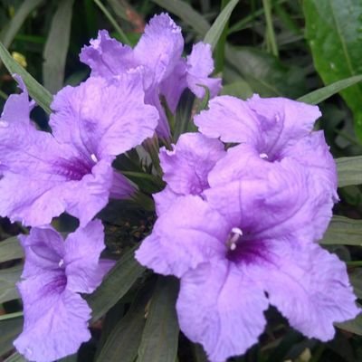 Alka10Alka's profile picture. 