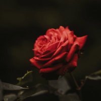 @@@ (@pei_yy5) 's Twitter Profile