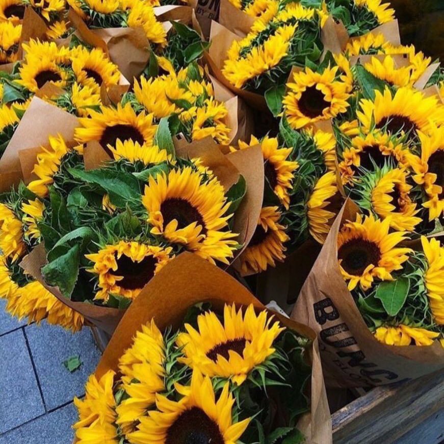 _iiu3q's profile picture. 