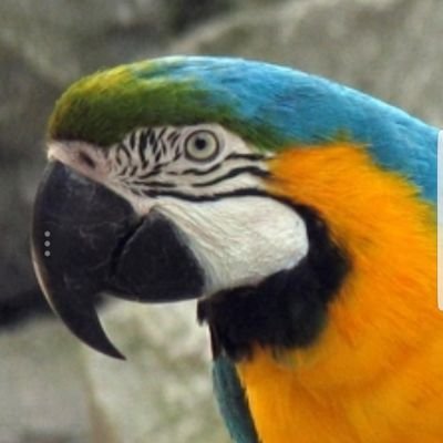 unclejc1979's profile picture. druk ..heel druk volgens mijn vrouw...dol op zeer flauwe humor en op mijn lief meissie ,tattoo Kamasutrabeurs sex