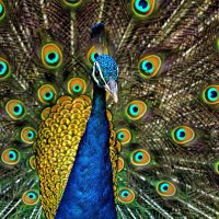 Year 5 Peacocks(@MrsRobinsonLCP) 's Twitter Profile Photo