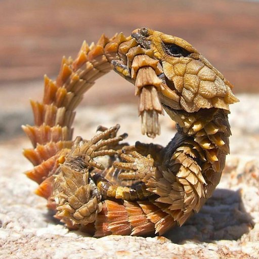 Armadillolizard's profile picture. 始めましての人ははじめまして。意識高い系ヨロイトカゲ飼育者です。変わった尻尾持ったトカゲはだいたい飼育してます。飼育方法は独自のもので真似されても責任負えないのでお答えできかねますが、迷ったらまずは購入店に聞きましょう！ 飼育方法も知らずに売りつける業者多いのでちゃんと詳しいところから買いましょうね🤗