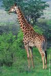 mckowdan's profile picture. you are a giraffe