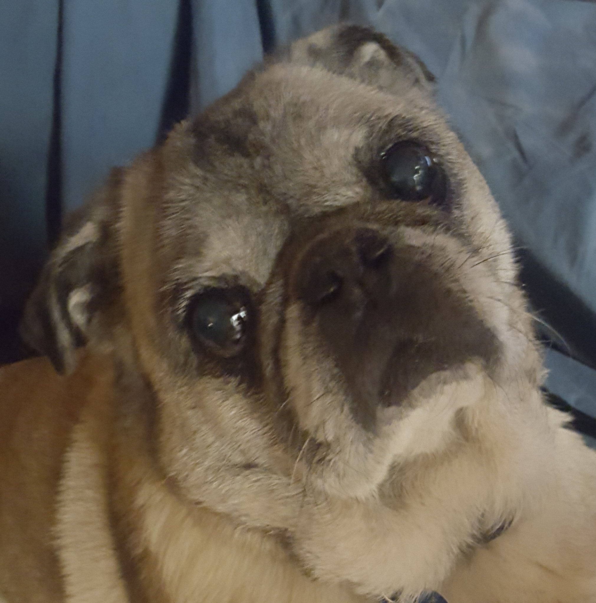 Pugs4T Profile Picture