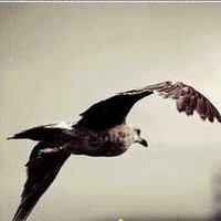 الطيّر المهآجر (@rabea20r) 's Twitter Profile