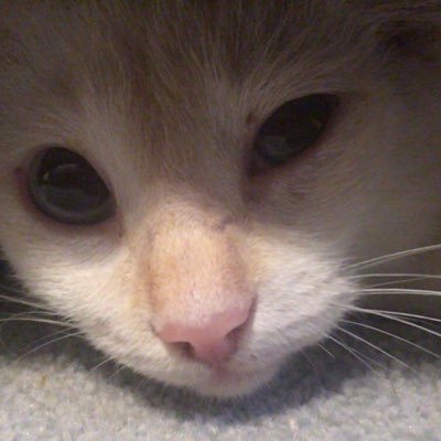 Alexschultz101's profile picture. I like good cat and good Chinese food, oh wait there the same.