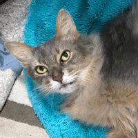 おでんのたまご (@umafield) 's Twitter Profile