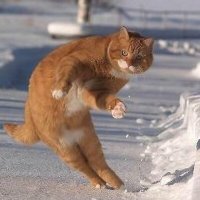 くろすけ (@kuroooosuke) 's Twitter Profile