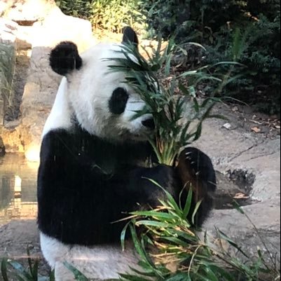 パンダが大好き！動物園が好き。下手な写真をたくさん量産しています。なかなか Tweetできないのんびりやでマイペースにやっています。