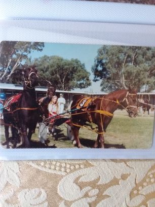 Sandy351's profile picture. I love horses. Trots and gallops. Lived in Wang late 1970s and Albury in the early 1980s.