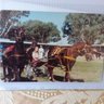 Sandy351's profile picture. I love horses. Trots and gallops. Lived in Wang late 1970s and Albury in the early 1980s.