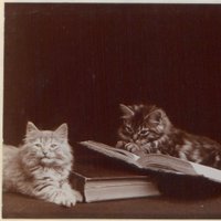 Eleanor Thomas - @LibraryKitteh Twitter Profile Photo