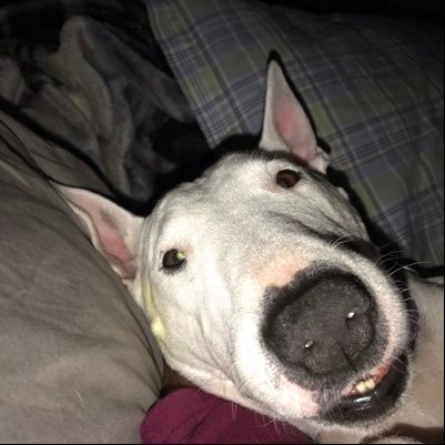 ❤️ Trump! Love my bull terrier Maya. Love & respect our law enforcement & military; #kag #MAGA; We want to win, win, win! We must fight, fight, fight! IFBAP