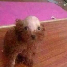 really_bad_news's profile picture. 