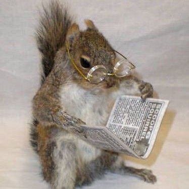 All the Squirrel News from the Squirrel World