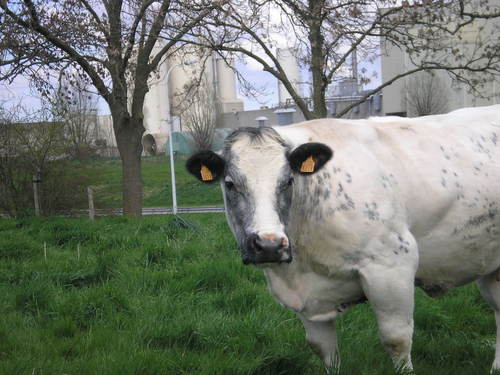 Agashem's profile picture. 