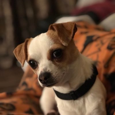 Hi my name is Button! I'm a male pure-bred chihuaha from Cavan, Ireland and I'm here to spread some positivity on the internet. 🐾🐶 #DogsOfTwitter #RescueDog